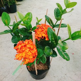cây trang phụng hoàng cam