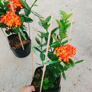 cây trang phụng hoàng cam