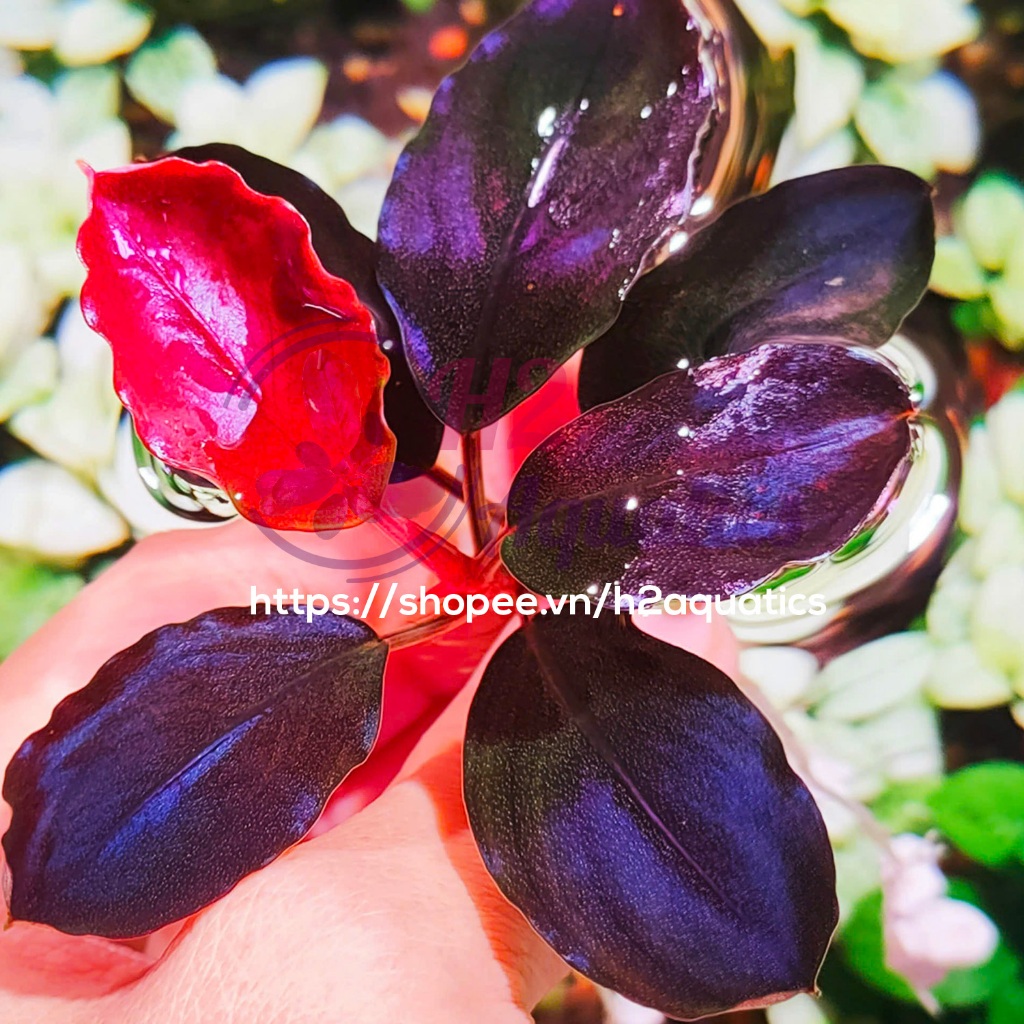 Cây Bucep Black Rock Helena lá nước - Cây Thủy Sinh hàng sưu tầm  - H2 Aquatics