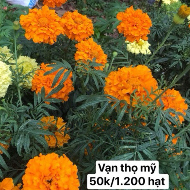 VẠN THỌ MỸ 50k 1.200 hạt