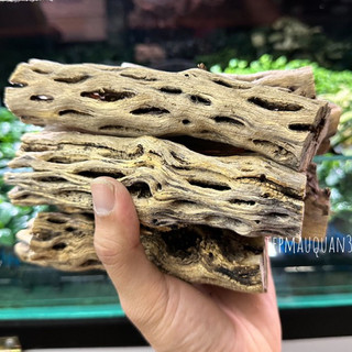 Lũa Cholla - Lũa Xương Rồng  Cho Tép Cảnh - Tép Màu Quận 3