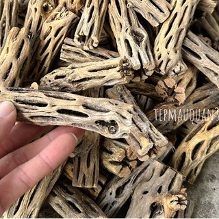 Lũa Cholla - Lũa Xương Rồng  Cho Tép Cảnh - Tép Màu Quận 3