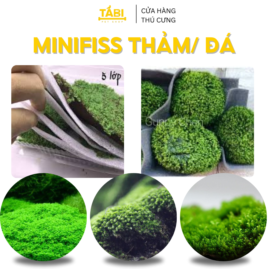 Rêu Minifiss, Mini Taiwan, Trân Châu Lá Nước Trãi Nền Trang Trí Hồ Cá Thủy Sinh [RÊU MINIFIS] - bia