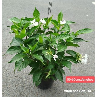 (VHST giao trong ngày) CÂY HOA LÀI Tây đang hoa.