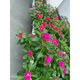 DỪA CẠN LÙN NHIỀU HOA 150 hạt