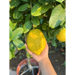 Cây 🌲 Chanh Mỹ Vàng đang trái