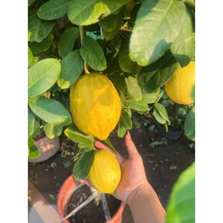 Cây 🌲 Chanh Mỹ Vàng đang trái