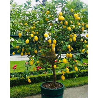 Cây 🌲 Chanh Mỹ Vàng đang trái