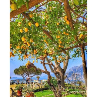 Cây 🌲 Chanh Mỹ Vàng đang trái