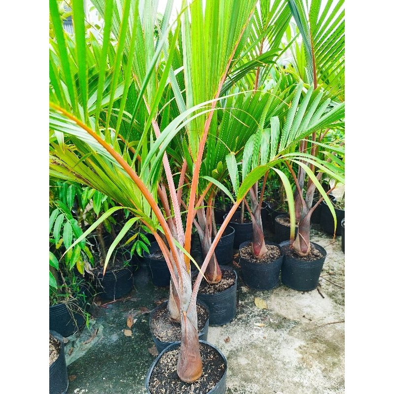 Cây 🌲 Cau Sam Banh...1m1