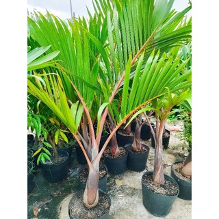 Cây 🌲 Cau Sam Banh...1m1