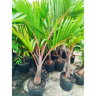 Cây 🌲 Cau Sam Banh...1m1