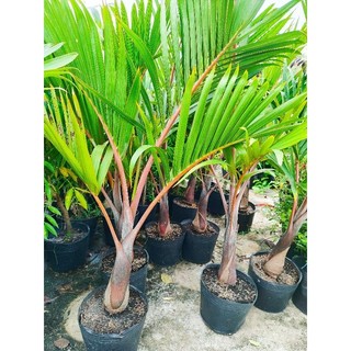 Cây 🌲 Cau Sam Banh...1m1
