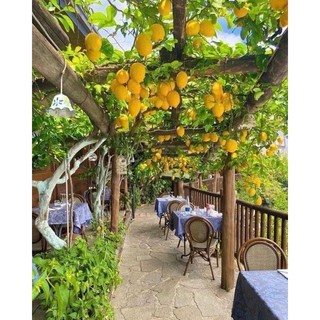 Cây 🌲 Chanh 🍋 Mỹ vàng... đang trái...1m6
