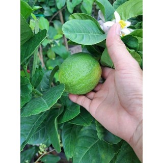 Cây 🌲 Chanh 🍋 Mỹ vàng... đang trái...1m6