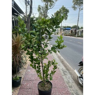 Cây 🌲 Chanh 🍋 Mỹ vàng... đang trái...1m6