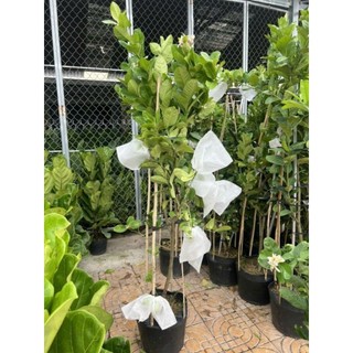 Cây 🌲 Chanh 🍋 Mỹ vàng... đang trái...1m6