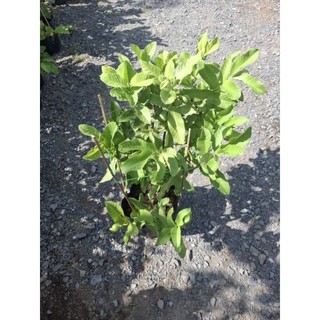 Cây 🌲 Ổi Đài Loan Lê... đang trái