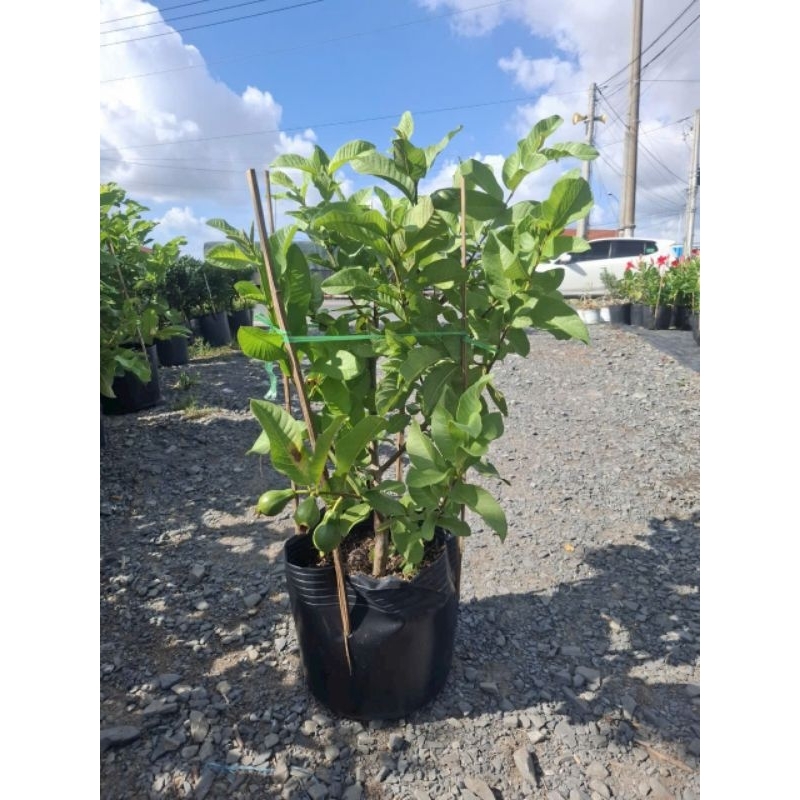 Cây 🌲 Ổi Đài Loan Lê... đang trái