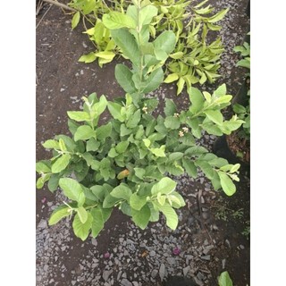 Cây 🌲 Ổi Đài Loan Lê... đang trái