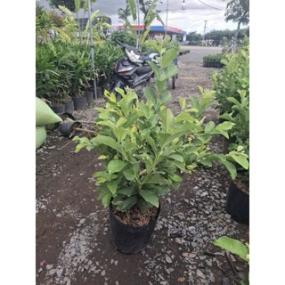 Cây 🌲 Ổi Đài Loan Lê... đang trái