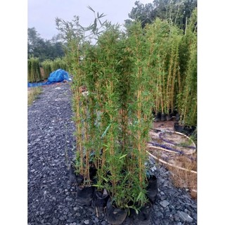 Cây 🌲 Trúc Quân Tử  bụi 3 cây ( 1m6 )
