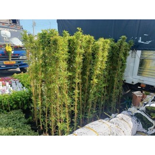 Cây 🌲 Trúc Quân Tử  bụi 3 cây ( 1m6 )
