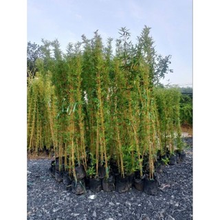 Cây 🌲 Trúc Quân Tử  bụi 3 cây ( 1m6 )
