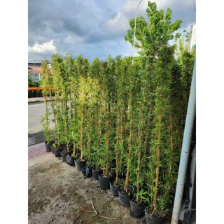 Cây 🌲 Trúc Quân Tử  bụi 3 cây ( 1m6 )