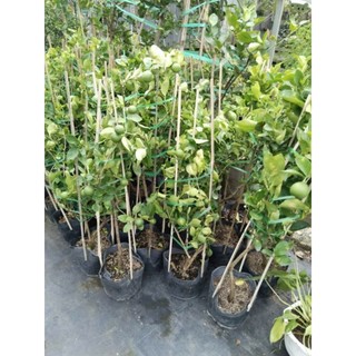 Cây 🌲 Chanh giấy ( đang trái)