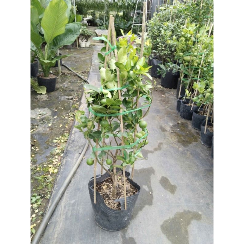 Cây 🌲 Chanh giấy ( đang trái)