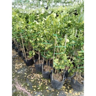 Cây 🌲 Chanh giấy ( đang trái)