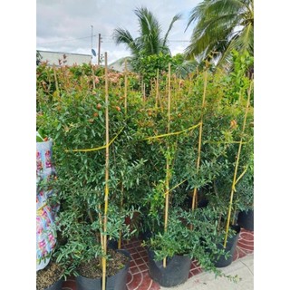 Cây 🌲 Lựu Thái  (siêu trái ) cao 1m6 đến 1m7