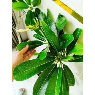 Cây 🌲 Sứ Đại trắng thơm ngát