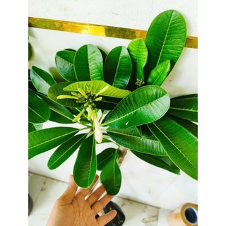 Cây 🌲 Sứ Đại trắng thơm ngát