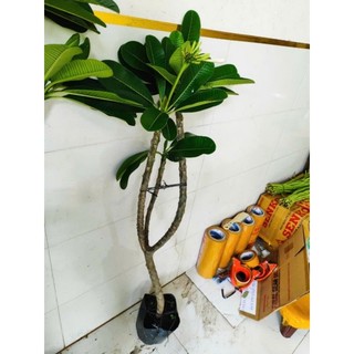 Cây 🌲 Sứ Đại trắng thơm ngát