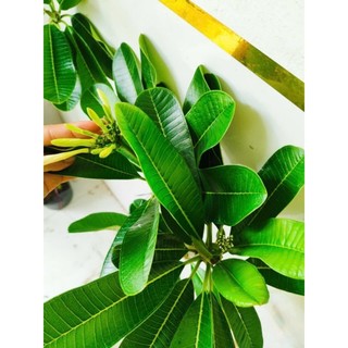 Cây 🌲 Sứ Đại trắng thơm ngát