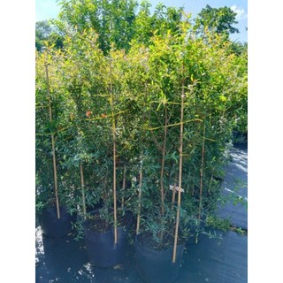 Cây 🌲 Lựu Thái  (siêu trái ) cao 1m6 đến 1m7