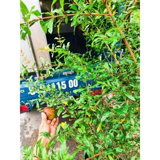 Cây 🌲 Lựu Thái  (siêu trái ) cao 1m6 đến 1m7