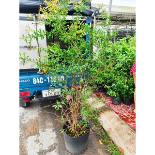 Cây 🌲 Lựu Thái  (siêu trái ) cao 1m6 đến 1m7
