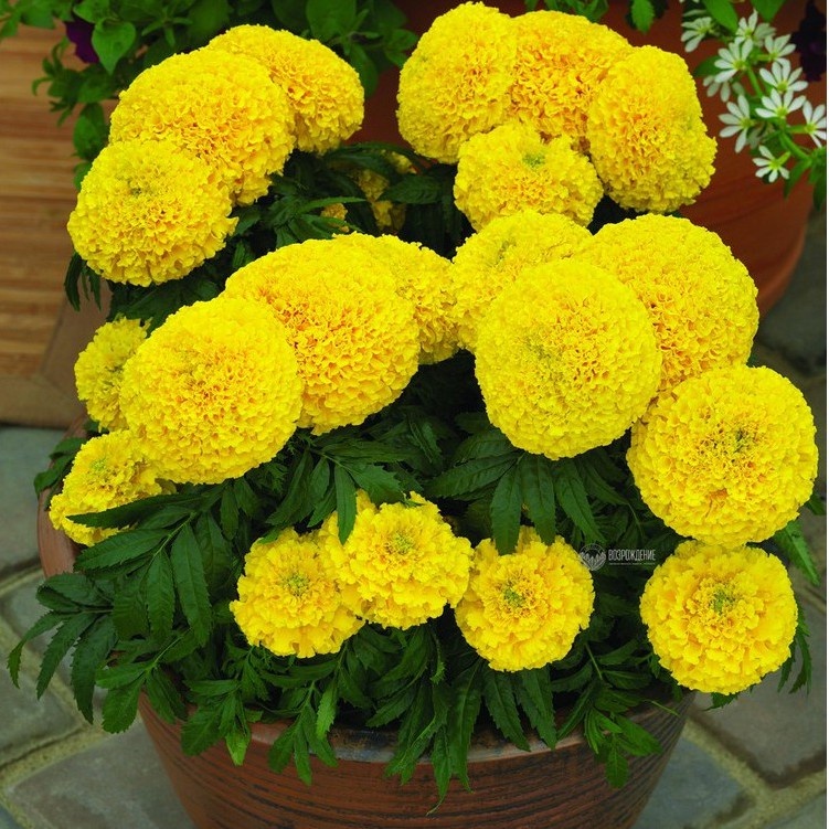 Hạt giống Hoa Vạn Thọ Lùn VÀNG siêu bông VTP184 | Vạn Tín Store