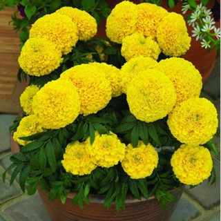 Hạt giống Hoa Vạn Thọ Lùn VÀNG siêu bông VTP184 | Vạn Tín Store