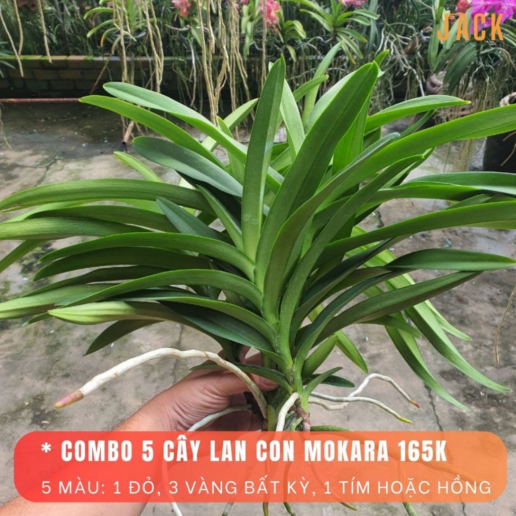 Combo 5 Cây Lan Con Mokara [Nhiều màu]