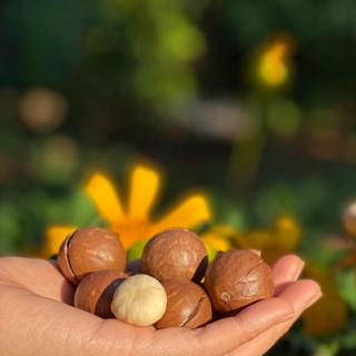   LINK MỚI  Hạt Macca Đắk Lắk size đại Hana Ban Mê   mới sấy size >26mm  