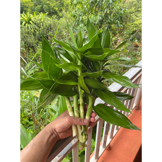 cây phát lộc búp sen (thân giống không rễ)