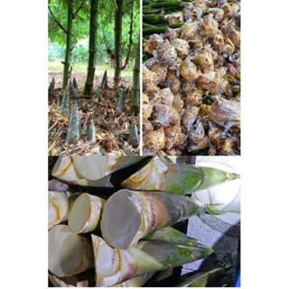 giống cây giống tre  tứ quý.  cam kết chuẩn giống,  phôi mạnh bao sống, có bao tiêu đầu ra