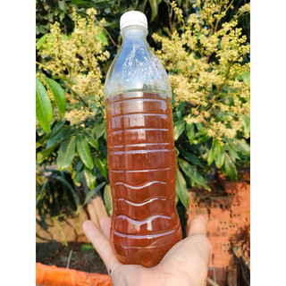 COMBO 5LÍT MẬT ONG HOA NHÃN ( TẶNG KÈM THÊM 1L)