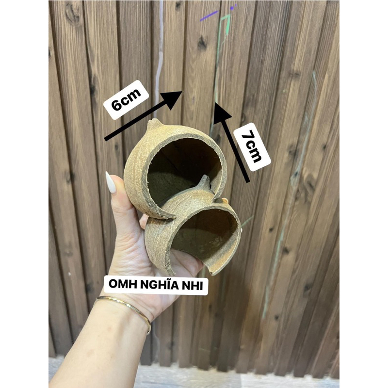 HANG GÁO DỪA SIÊU MINI TRANG TRÍ HỒ NUÔI CHO ỐC MƯỢN HỒN