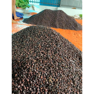100g Hạt Dổi Rừng (Hạt Dổi Nếp Tây Bắc)