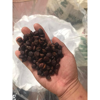 100g Hạt Dổi Rừng (Hạt Dổi Nếp Tây Bắc)